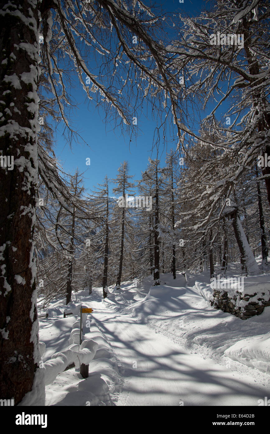 Percorso in un bosco di larici nei pressi della Swiss villaggio alpino di Saas-Fee dove il sole riappare dopo una notte di nevicata. Foto Stock