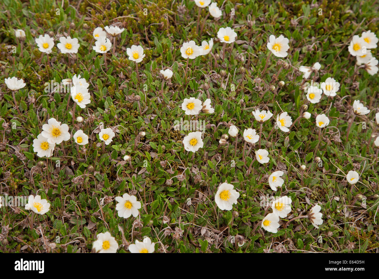 Montagna Dryas Avens octepetala Islanda PL002249 Foto Stock