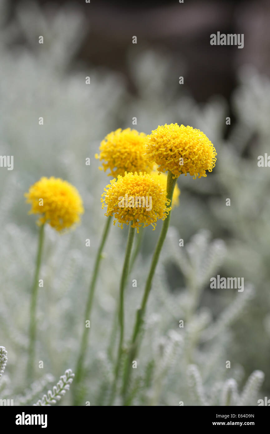 Santolina chamaecyparissus comunemente noto come cotone lavanda. Essa produce masse di piccoli fiori gialli. focus sul fogliame Foto Stock