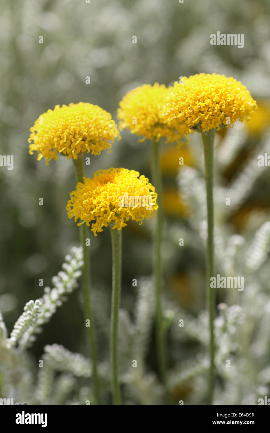 Santolina chamaecyparissus comunemente noto come cotone lavanda. Essa produce masse di piccoli fiori gialli. Foto Stock