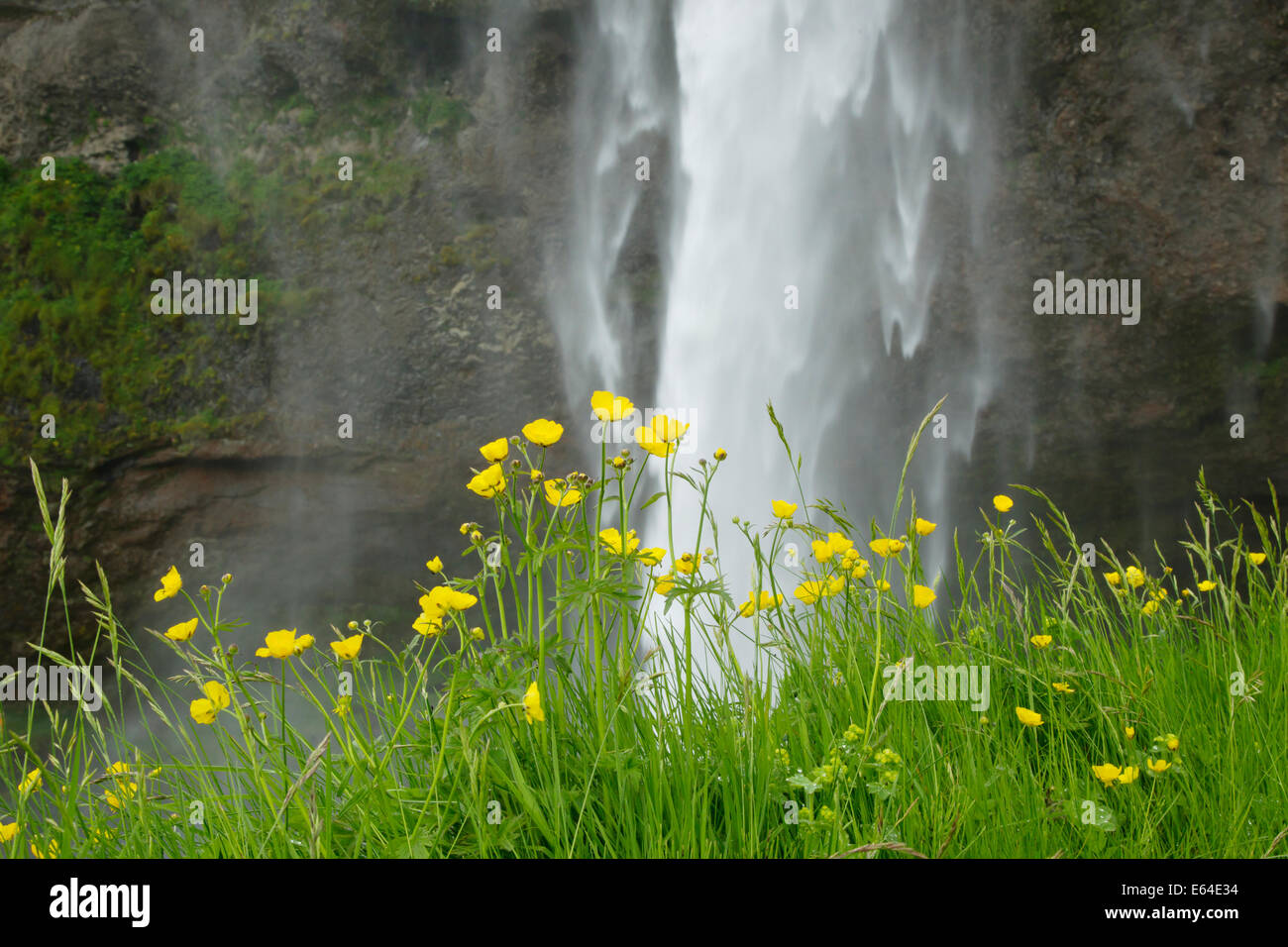 Ranuncolo prato - dalla cascata Seljalandsfoss Ranunculus acris cascata Seljalandsfoss Islanda PL002277 Foto Stock