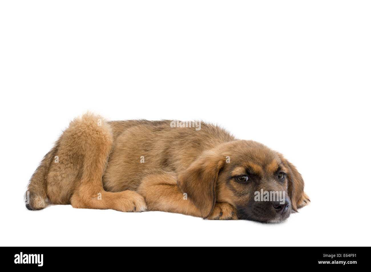 Questo è un vero e proprio cucciolo randagio che era debole per riposare un paio di giorni prima di questa foto è stata presa, ora ha un amorevole cura home Foto Stock