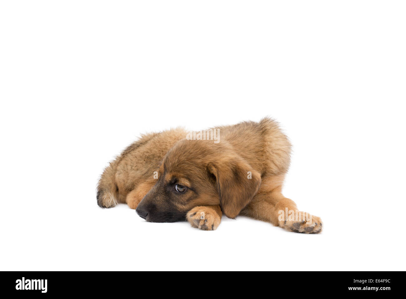 Questo è un vero e proprio cucciolo randagio che era debole per riposare un paio di giorni prima di questa foto è stata presa, ora ha un amorevole cura home Foto Stock