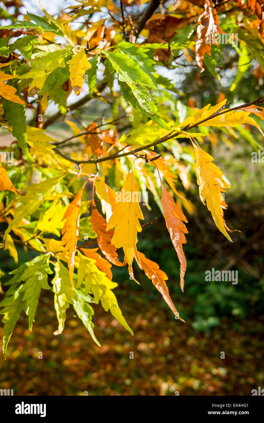 Il verde delle foglie appena iniziando a colori su una felce-lasciava in faggio Foto Stock