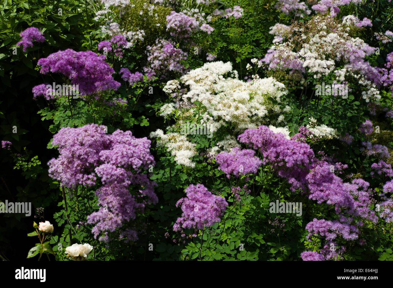 Thalictrum fiori in giugno Foto Stock