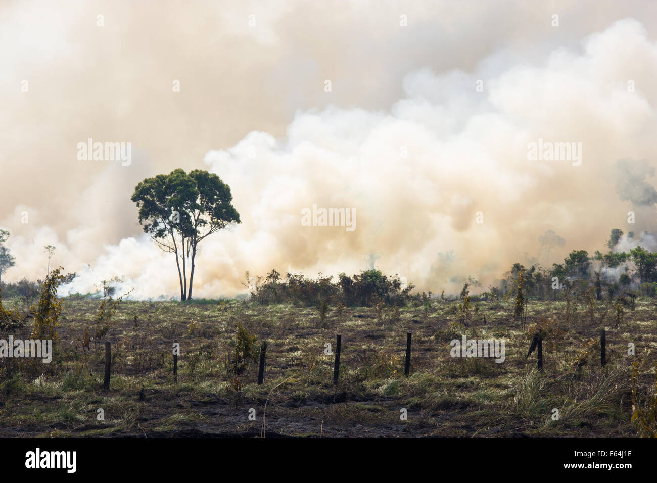 Amazzonia Foresta bruciare per aprire lo spazio per il pascolo Foto Stock