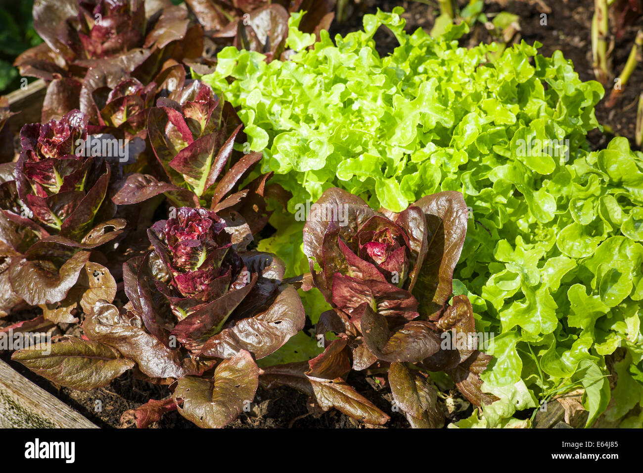 Rosso e verde foglia le lattughe coltivate in una piantatrice sollevata Foto Stock