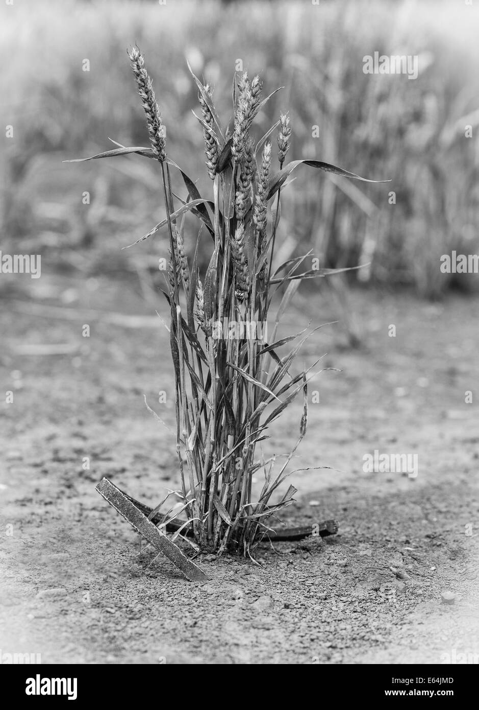 Di Frumento, , agricola, l'agricoltura, sfondo, cereali, closeup, campagna, prodotto coltivato, ambiente, agriturismo, agricoltura, fie Foto Stock