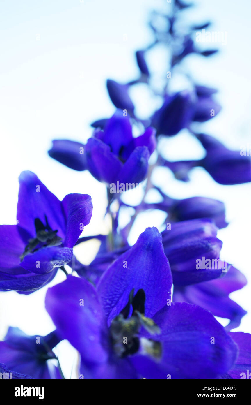 Un close-up di un bel blu scuro viola delphinium fiore Foto Stock
