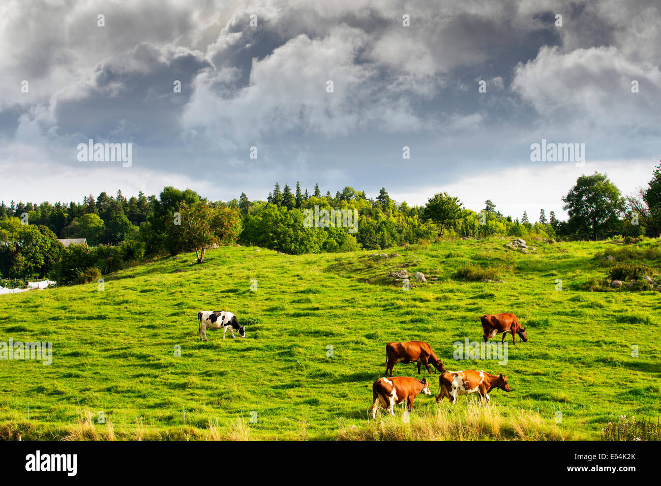 Mucche al pascolo nella vecchia struttura rurale paesaggio agricolo, scuro autunno nubi all'orizzonte Foto Stock