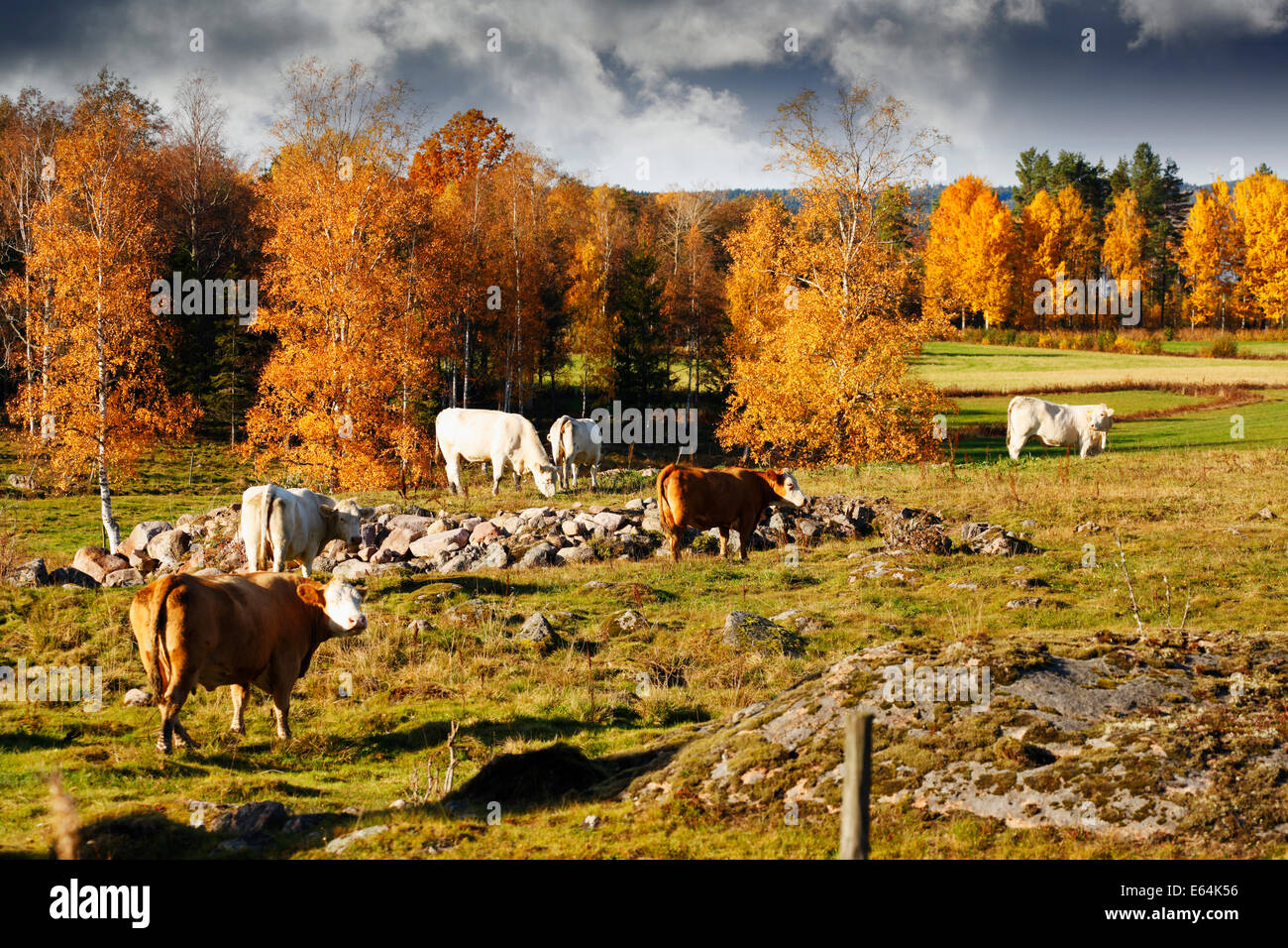 A pascolo delle vacche bovini nella vecchia struttura rurale paesaggio agricolo Foto Stock