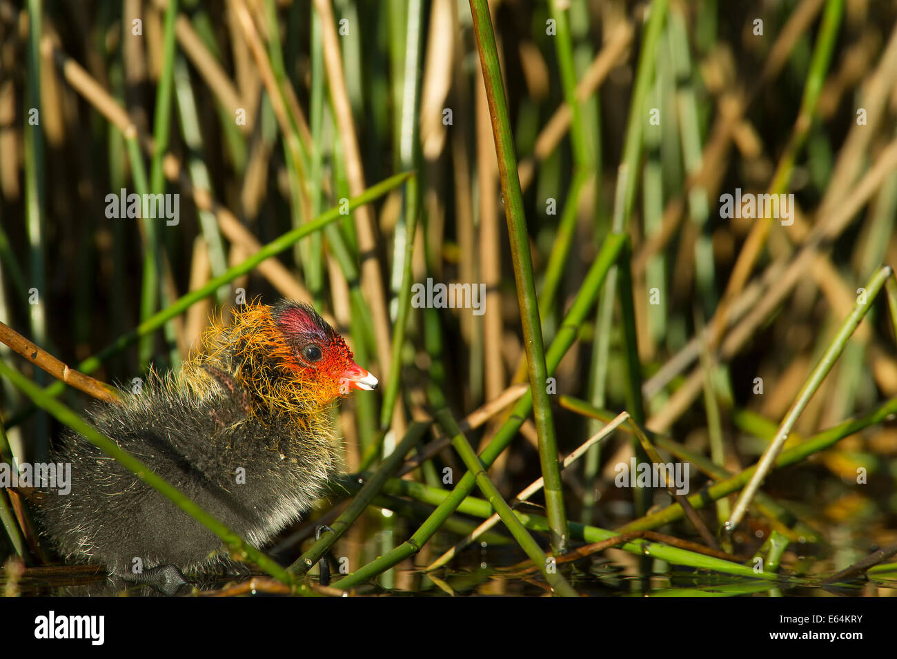 Eurasian Coot chick in un reedbed in la Dombes regione, Ain department, Francia Foto Stock