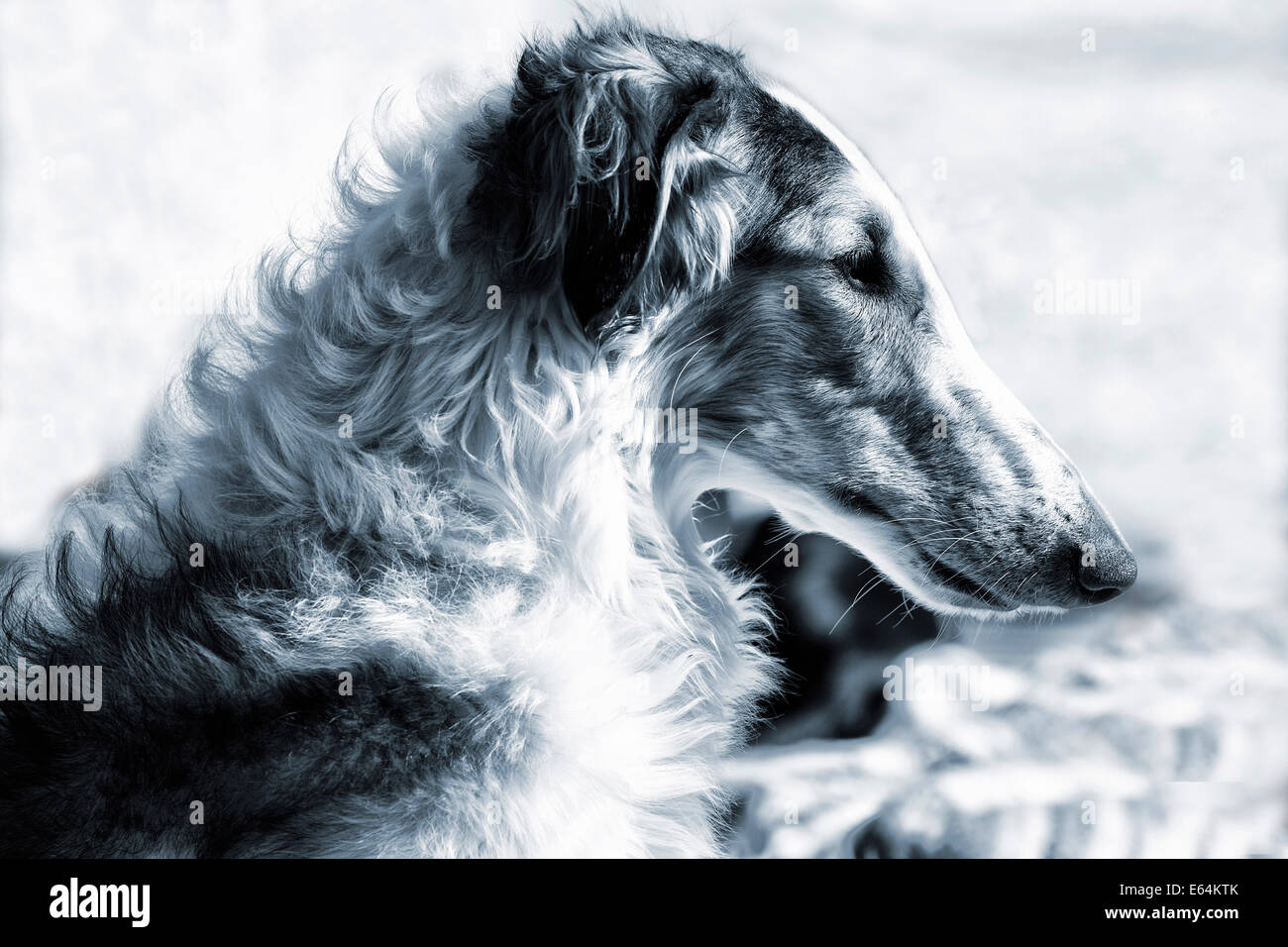 Cane russo Wolf-hound ritratto Foto Stock