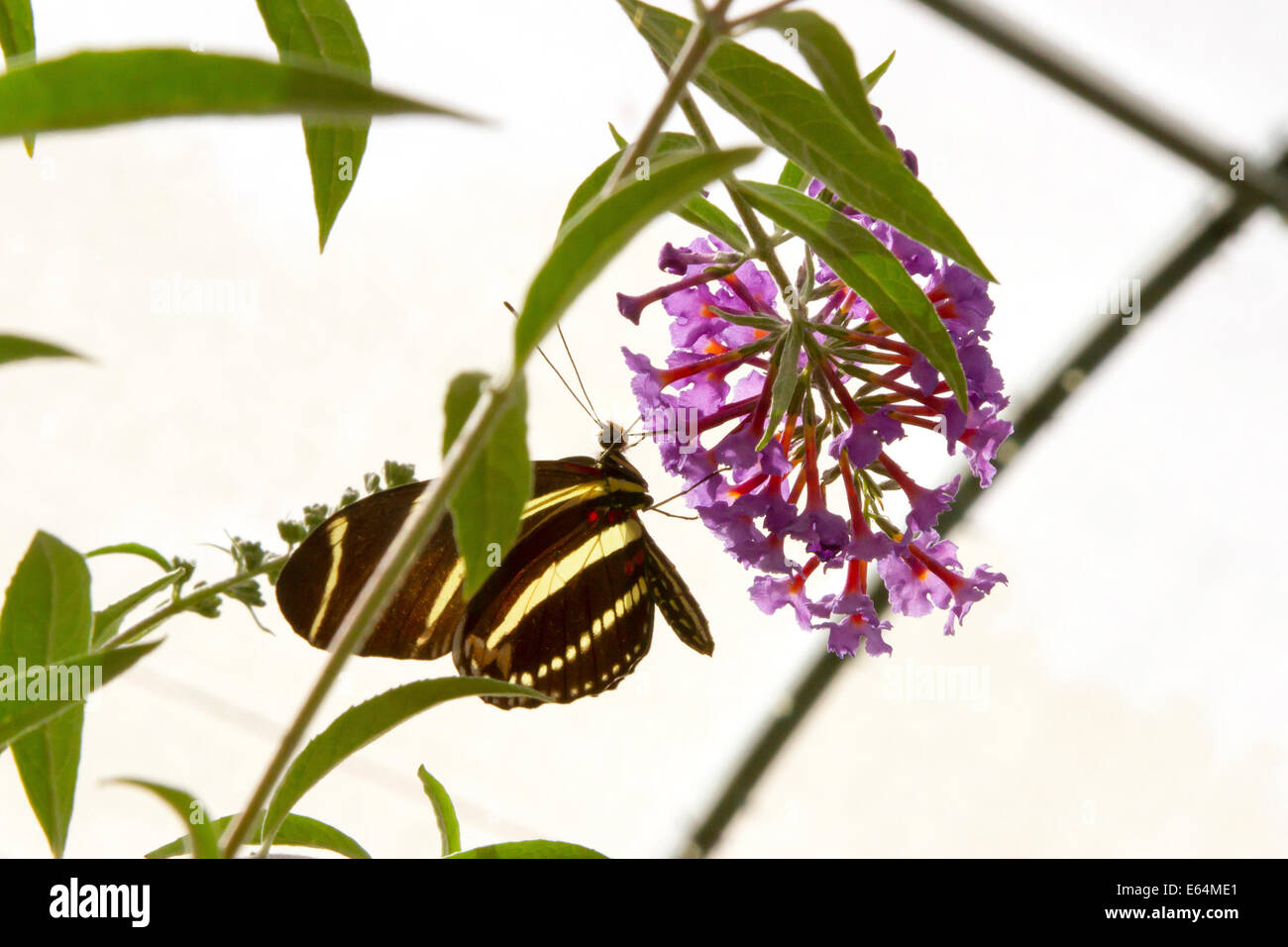 Silhouette di alimentazione a farfalla sul fiore viola Foto Stock