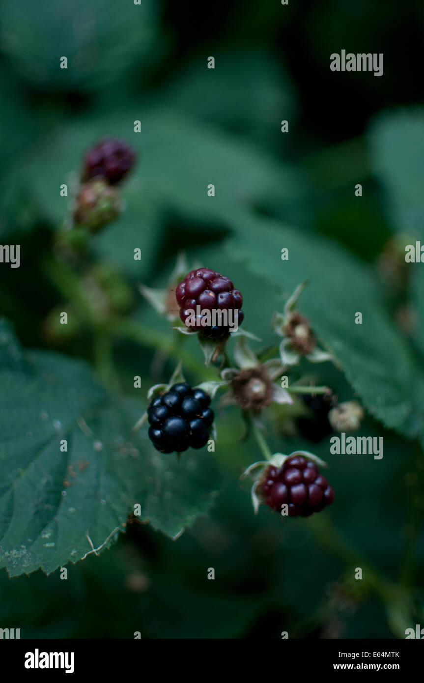 More crescente Foto Stock