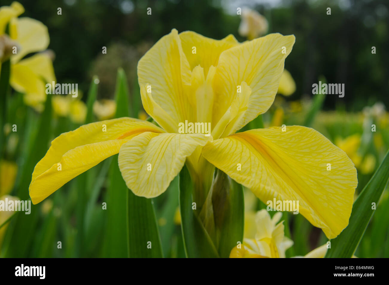 Un iris gialla è aperta durante la primavera Foto Stock