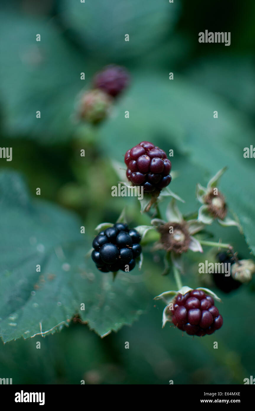 More crescente Foto Stock