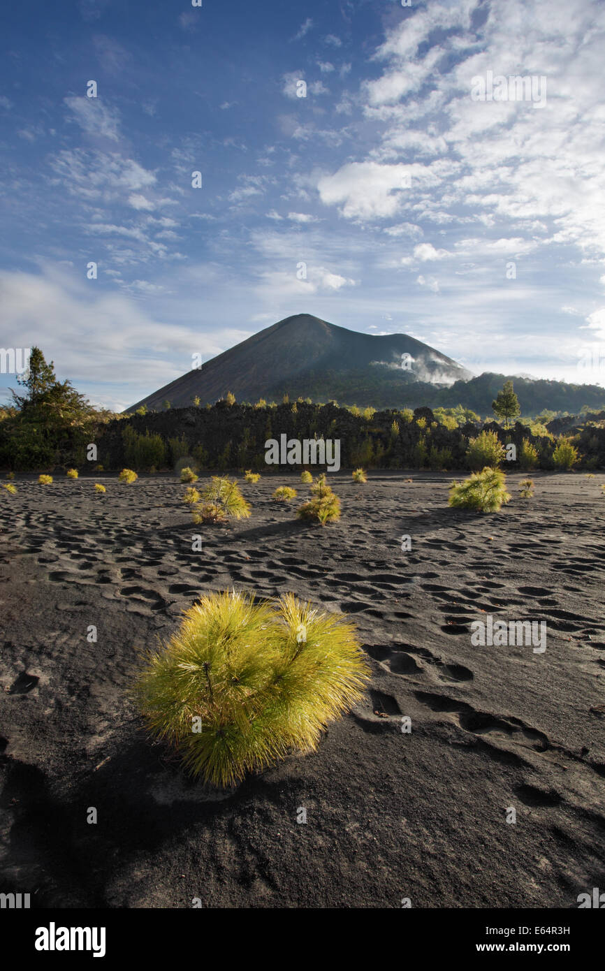 Baby pini crescere in polvere di lava sul percorso di scalare il vulcano Paricutin nel Michoacan, Messico. Foto Stock