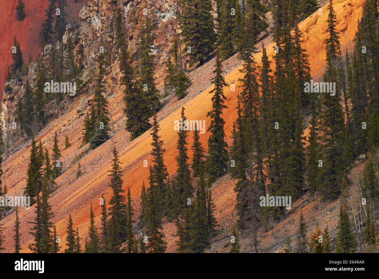 Alberi e marrone, ossido di ferro rosso e giallo i colori sulle pendici della montagna di incudine, San Juan Mountains, Colorado, STATI UNITI D'AMERICA Foto Stock