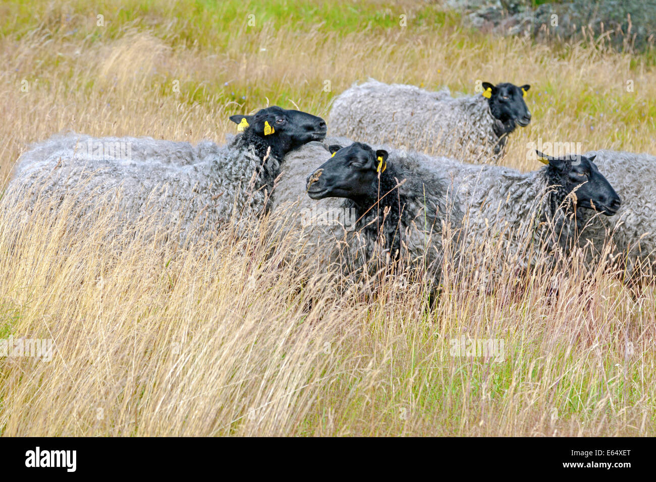 Gotland pecore free roaming sulle dolci colline della antica età del ferro sepoltura a Pilane, Klövedal, Svezia. Foto Stock