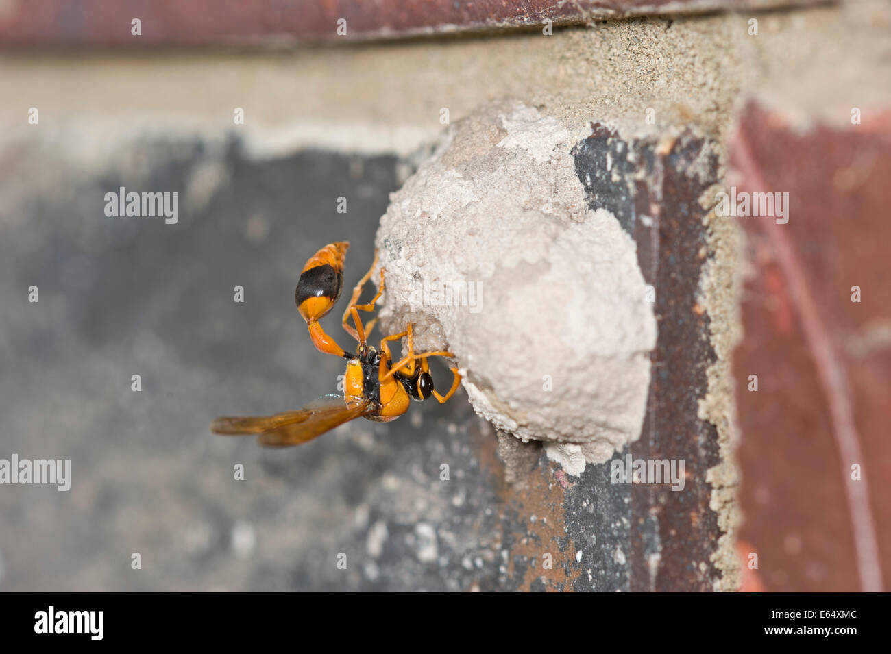 Nido di vespe vasaio immagini e fotografie stock ad alta risoluzione ...