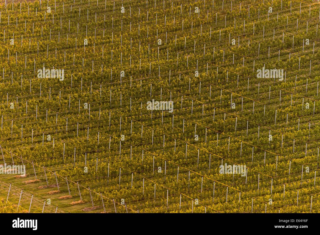 Orchard nel Paradiso Boemo. Libosovice, Repubblica ceca, 23 giugno 2014. (CTK Photo/ Jiri Castka) Foto Stock