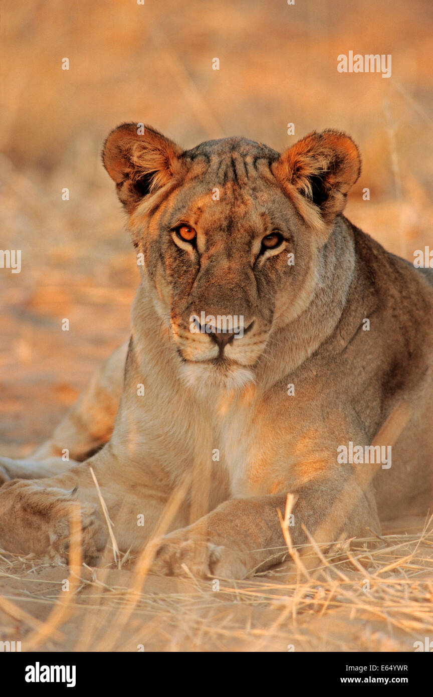 Leone africano (Panthera leo), femmina, il Parco Nazionale di Etosha, Namibia Foto Stock