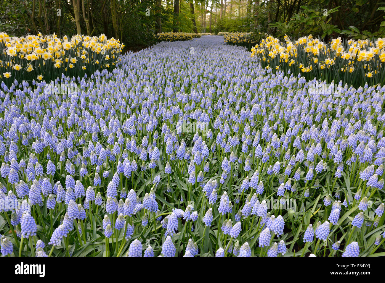 Uva giacinti (Muscari botryoides) e narcisi (Narcissus ibridi) in Keukenhof, noto anche come il giardino d'Europa, a Lisse Foto Stock