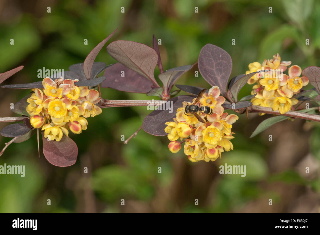 Giapponese Crespino (berberis thunbergii atropurpurea), il ramo con fiori, Baden-Württemberg, Germania Foto Stock