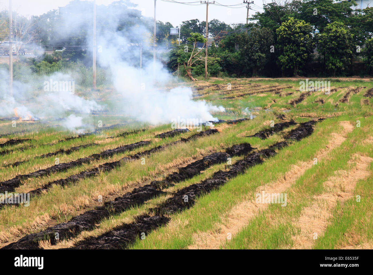 Fuoco di paglia di riso, il modo sbagliato per l'agricoltura in Thailandia Foto Stock