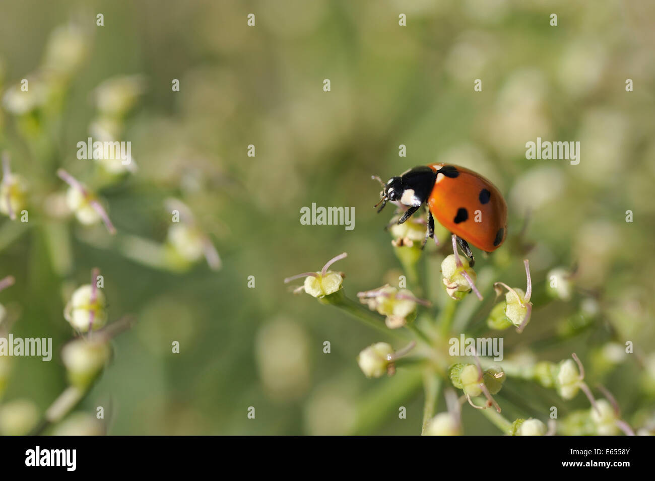 Ladybird o coccinella sul fiori in primavera - Vista da vicino Foto Stock
