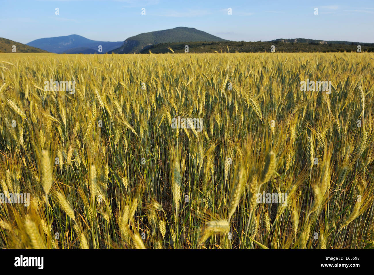 Campo di grano, Gorges du Verdon, Provence, Francia Foto Stock