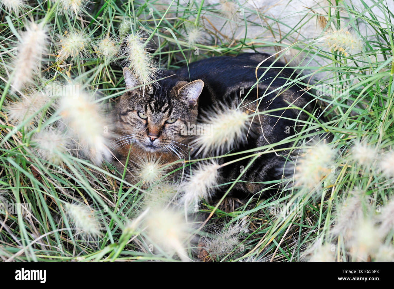 Cat nascosti in erba ornamentale in un giardino Foto Stock