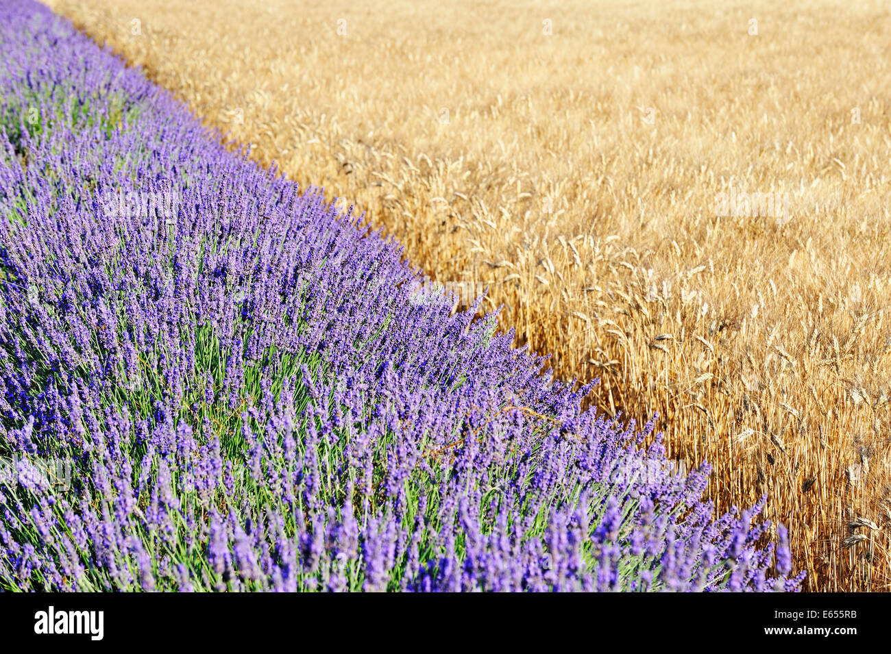 Stagione estiva - Lavanda e frumento fianco a fianco, terreni agricoli Francia, Europa Foto Stock