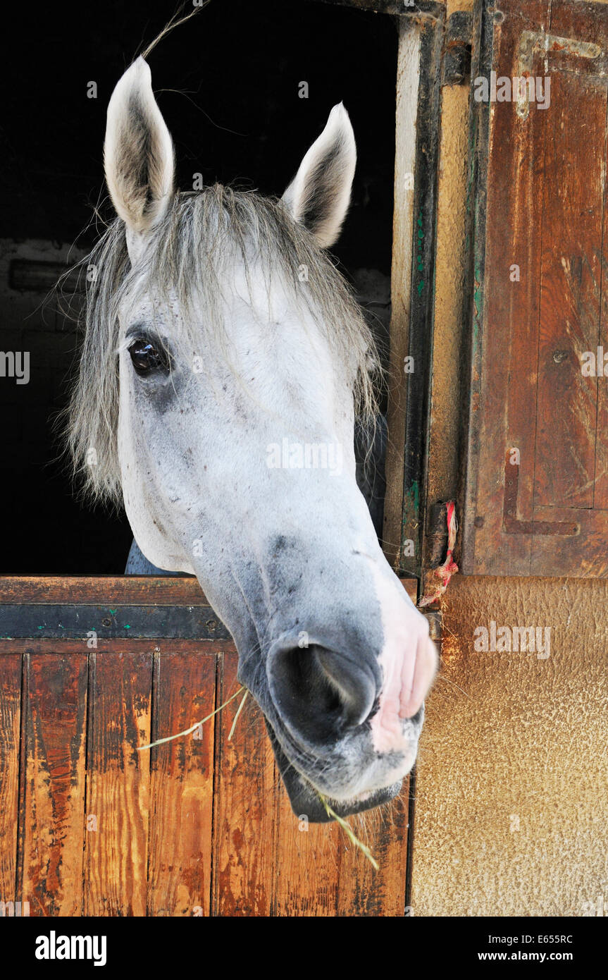 Cavalli Camargue, guardando fuori dalla sua porta stabile, Camargue, Francia, Europa Foto Stock