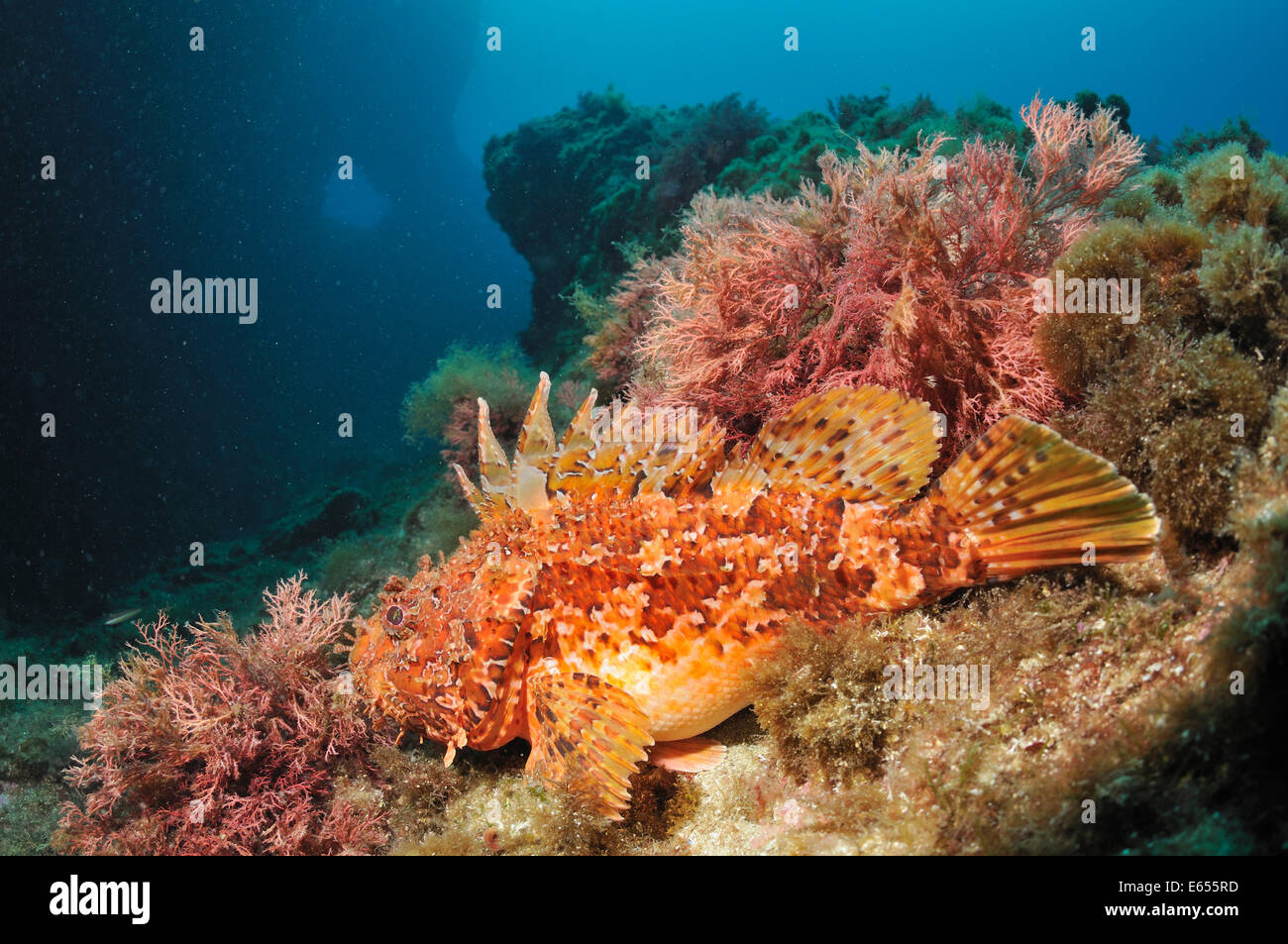 Scorfani (Scorpaena Scrofa) su roccia, Mare mediterraneo, Riou Isola, Marseille, Francia, Europa Foto Stock