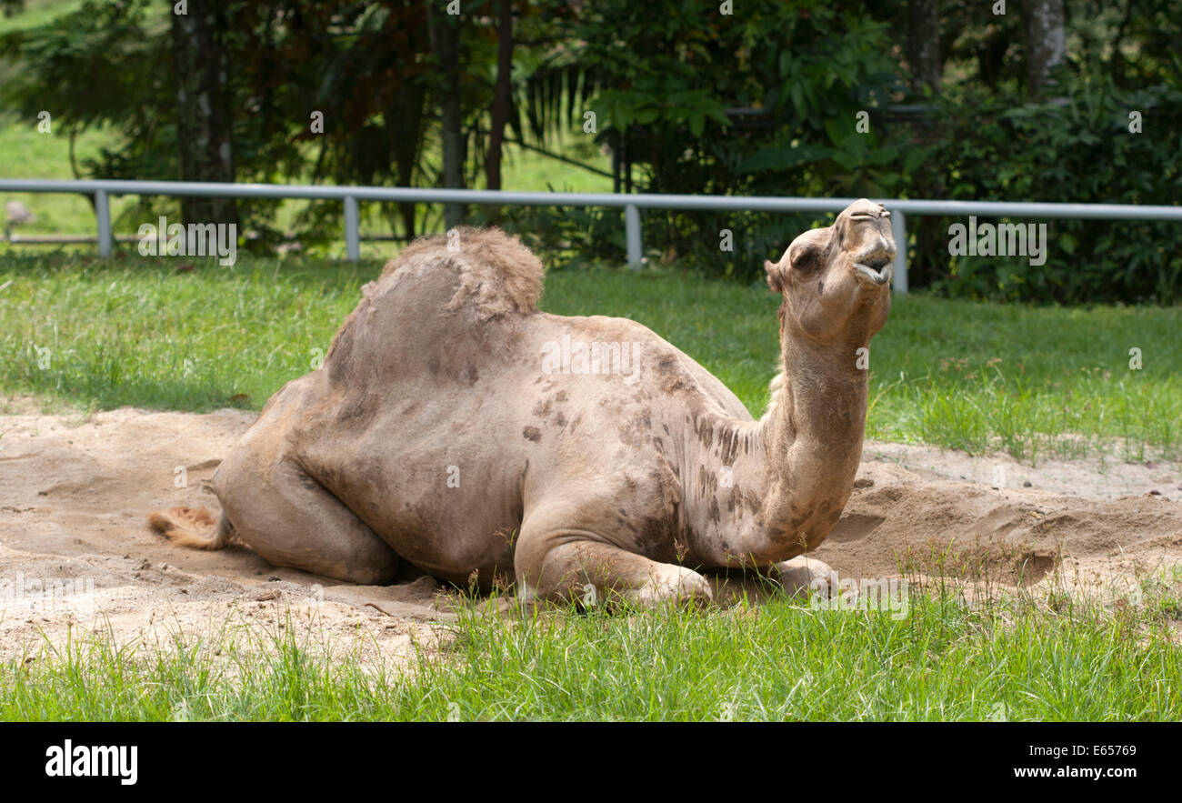 Dromedario un cammello humped Camelus dromedarius Foto Stock