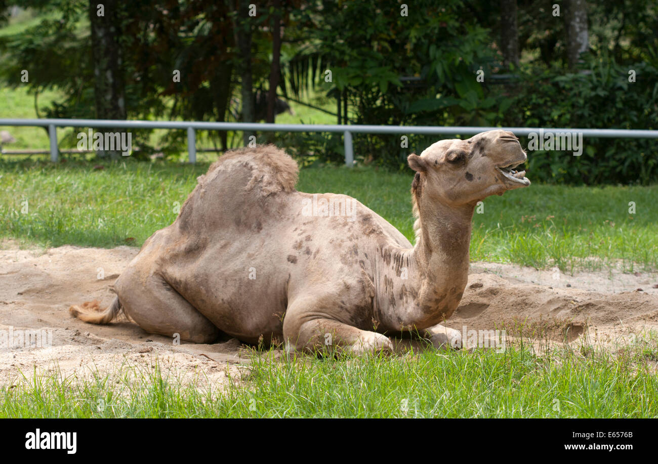 Dromedario un cammello humped Camelus dromedarius Foto Stock