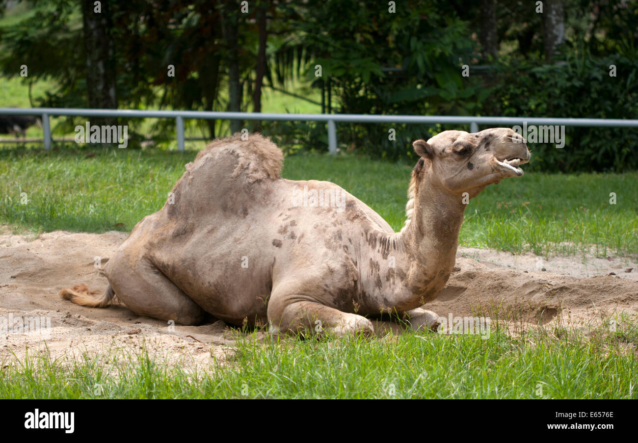 Dromedario un cammello humped Camelus dromedarius Foto Stock