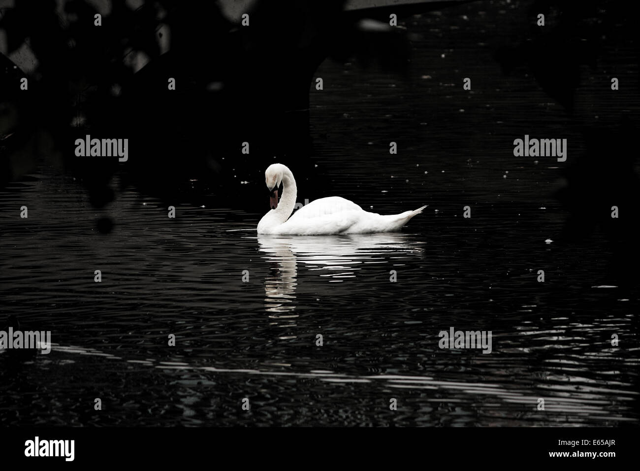 Swan Foto Stock