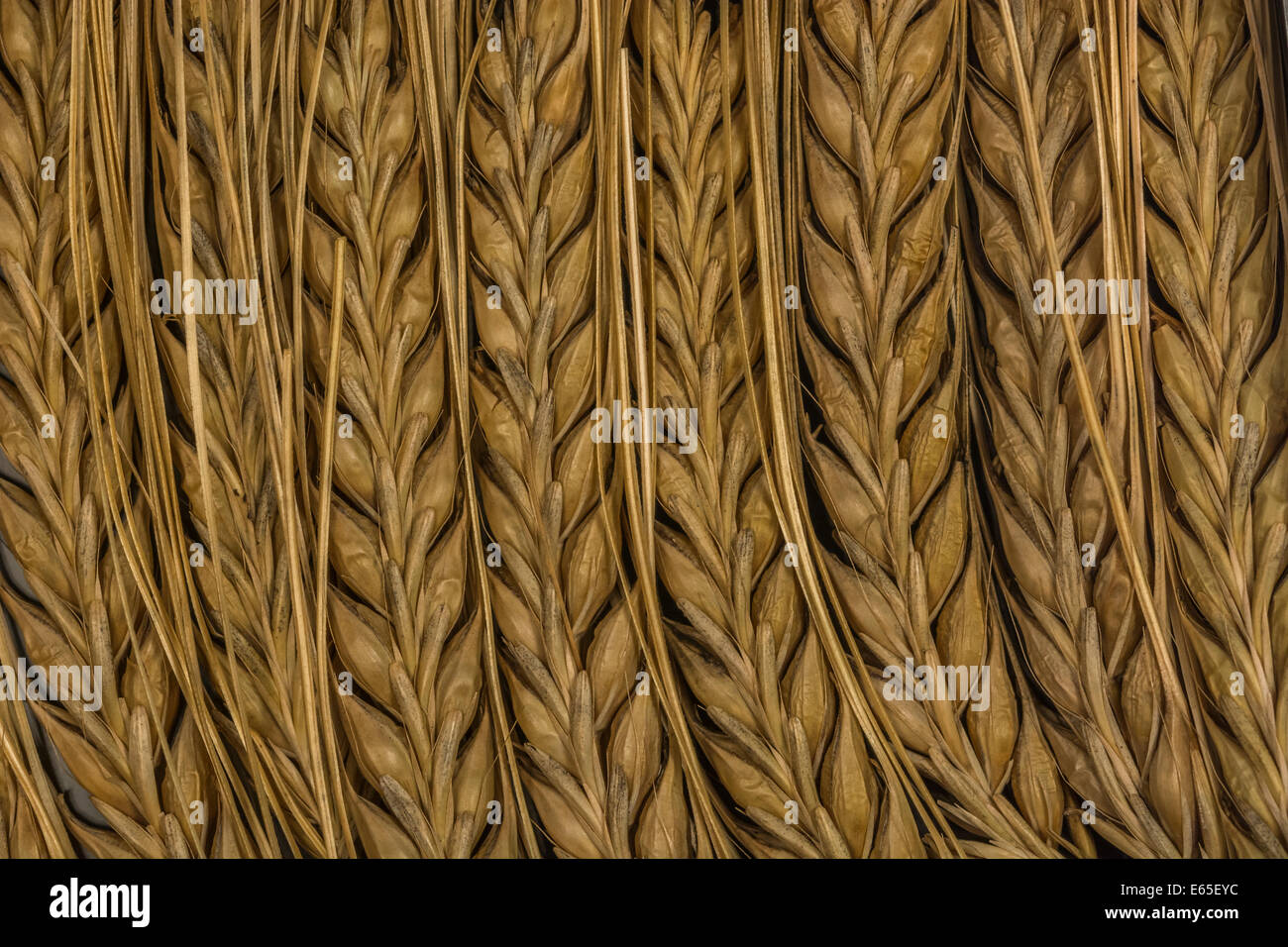 Close-up di orzo (Hordeum vulgare) orecchie. Metafora visiva per il concetto di carestia. Metafora per la sicurezza alimentare / cibo crescente. Foto Stock