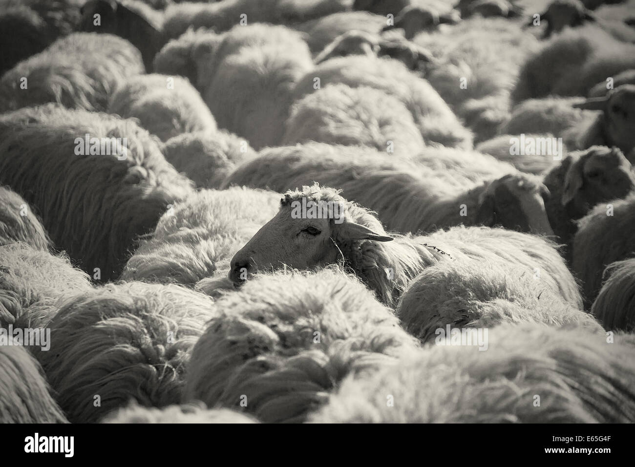 Una diversa ovini Foto Stock