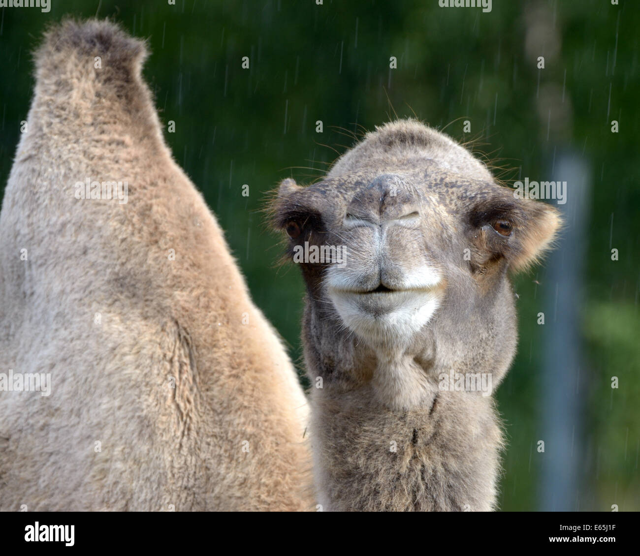 Ritratto di bactrian camel (Camelus bactrian) Foto Stock