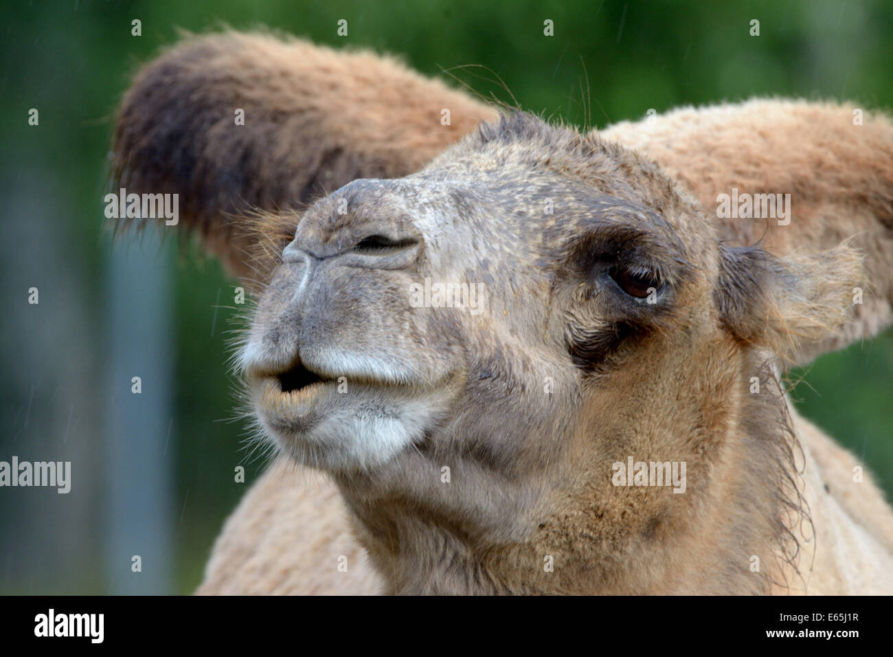 Ritratto di bactrian camel (Camelus bactrian) Foto Stock