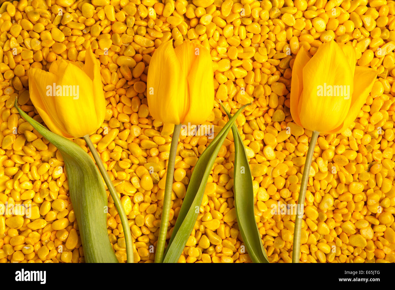 Tre tulipani gialli sui ciottoli giallo Foto Stock