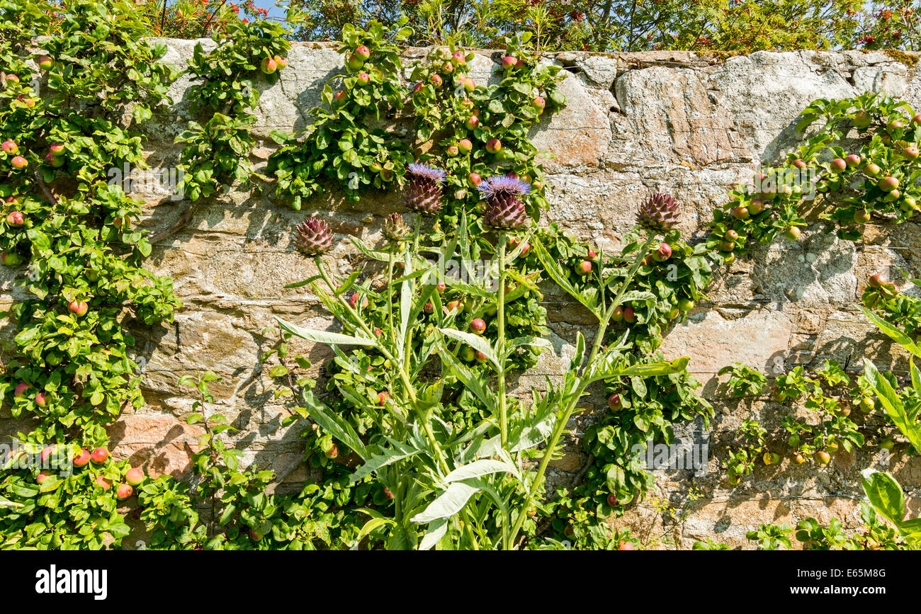 Giardini PITMEDDEN ABERDEENSHIRE in Scozia il cardo gigante nella parte anteriore della parete di una spalliera di meli Foto Stock Giardini PITMEDDEN ABERDEENSHIRE in Scozia il cardo gigante nella parte anteriore della parete di una spalliera di meli Foto Stock