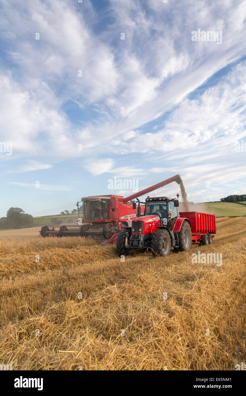 In estate il raccolto ha luogo in serata i cieli blu a Skeeby Nr Richmond North Yorkshire Regno Unito su St Swithin il giorno 15 luglio 2014 Foto Stock