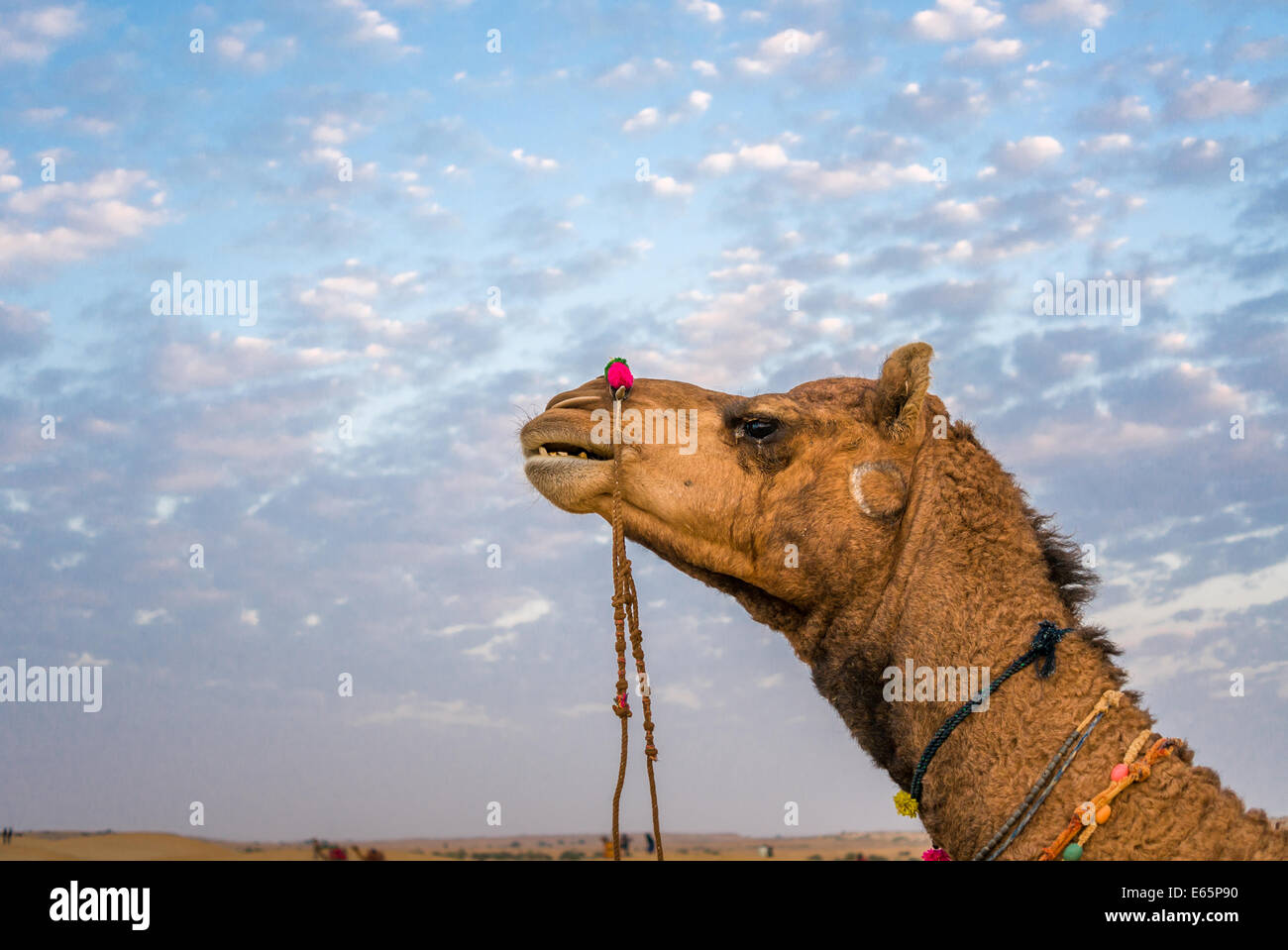 Ritratto di cammello al Sam dune di sabbia Jaisalmer, Rajasthan, India. Foto Stock