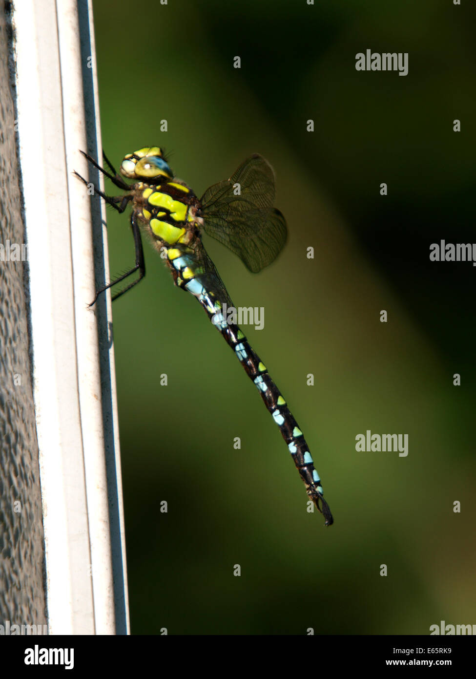 Southern Hawker Dragonfly, Aeshna cyanea, REGNO UNITO Foto Stock