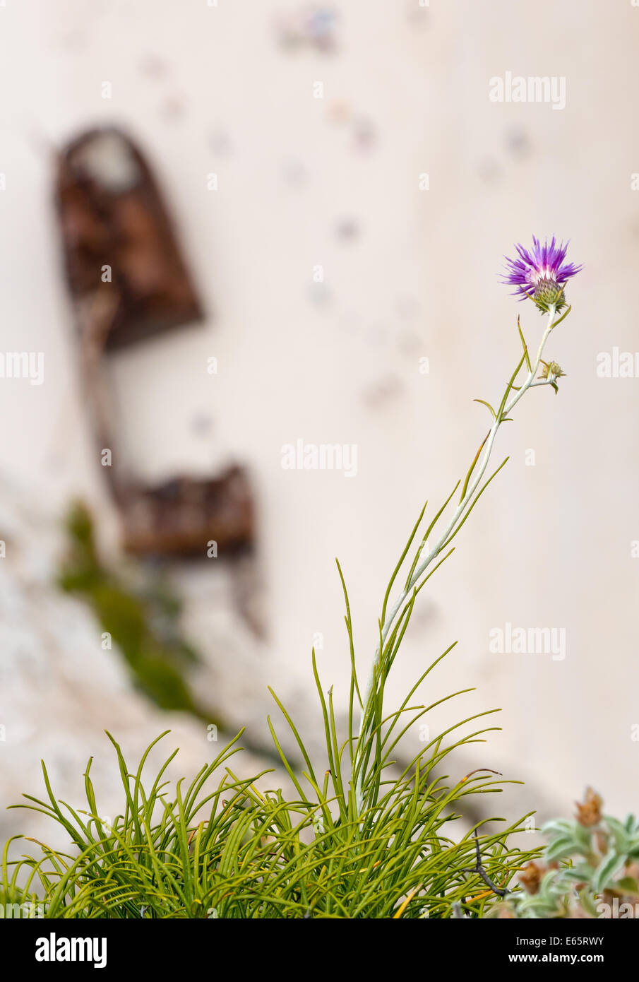 Fiore violaceo cresce al di sopra di una pericolosa scogliera con rusty naufragio dietro Foto Stock